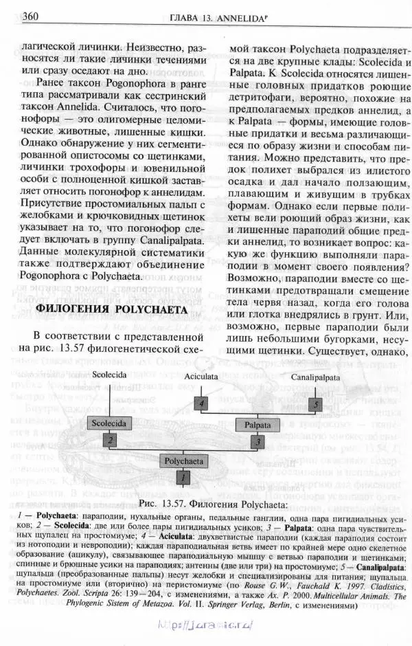 Эдвард Руперт -  Зоология беспозвоночных. В 4-х томах. Том 2. Низшие целомические животные - Страница № 361
