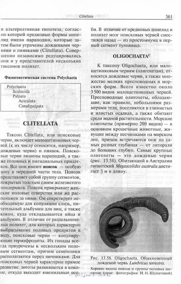 Эдвард Руперт -  Зоология беспозвоночных. В 4-х томах. Том 2. Низшие целомические животные - Страница № 362