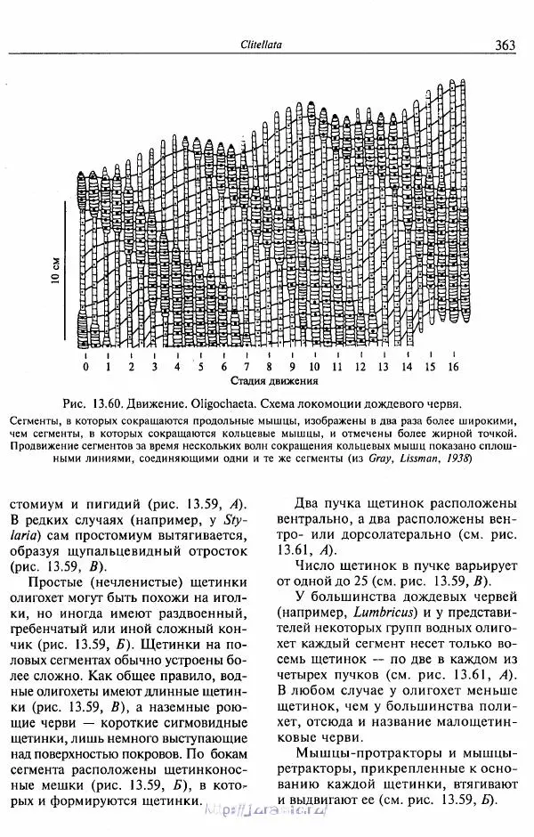 Эдвард Руперт -  Зоология беспозвоночных. В 4-х томах. Том 2. Низшие целомические животные - Страница № 364