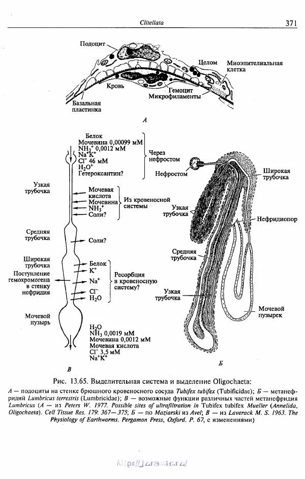 Эдвард Руперт -  Зоология беспозвоночных. В 4-х томах. Том 2. Низшие целомические животные - Страница № 372