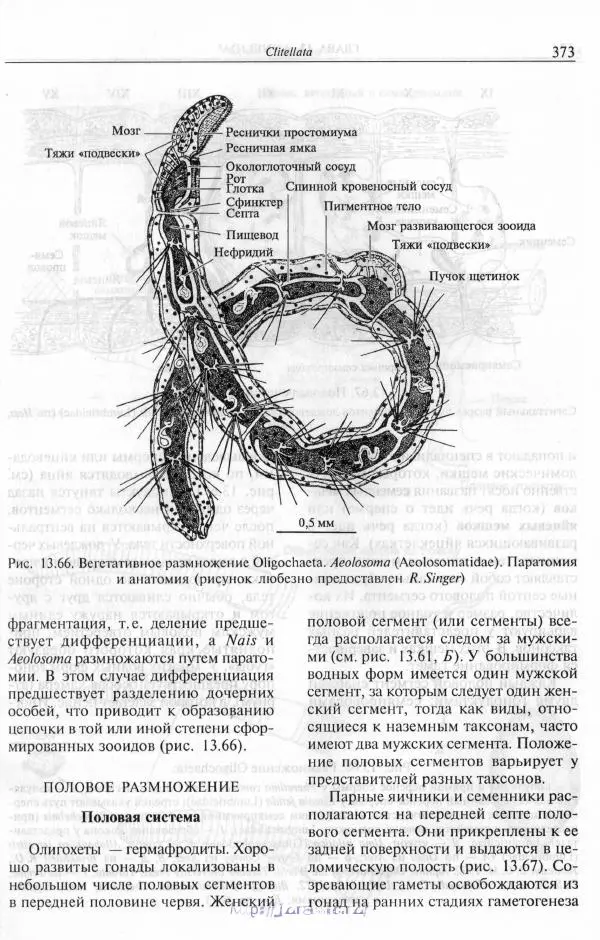 Эдвард Руперт -  Зоология беспозвоночных. В 4-х томах. Том 2. Низшие целомические животные - Страница № 374