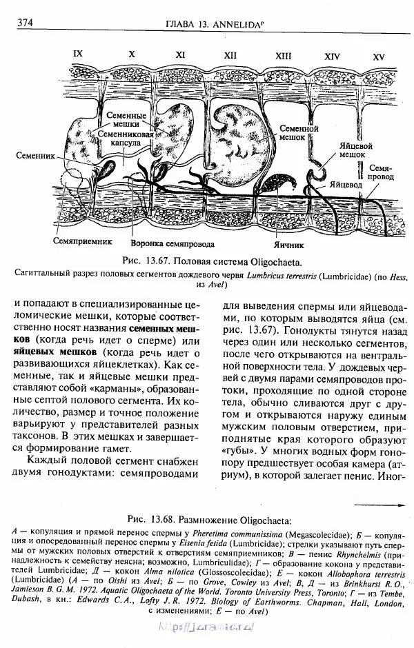 Эдвард Руперт -  Зоология беспозвоночных. В 4-х томах. Том 2. Низшие целомические животные - Страница № 375