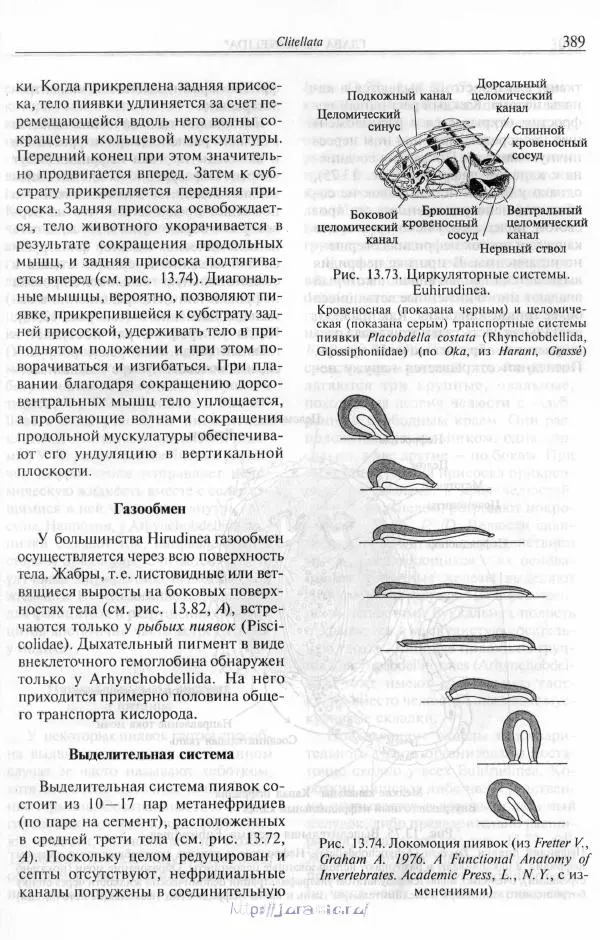 Эдвард Руперт -  Зоология беспозвоночных. В 4-х томах. Том 2. Низшие целомические животные - Страница № 390