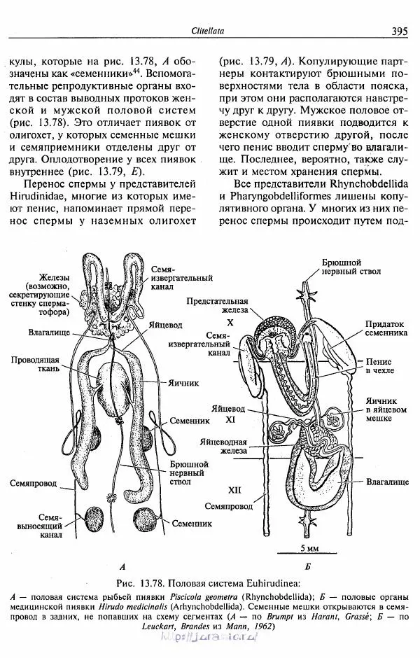 Эдвард Руперт -  Зоология беспозвоночных. В 4-х томах. Том 2. Низшие целомические животные - Страница № 396