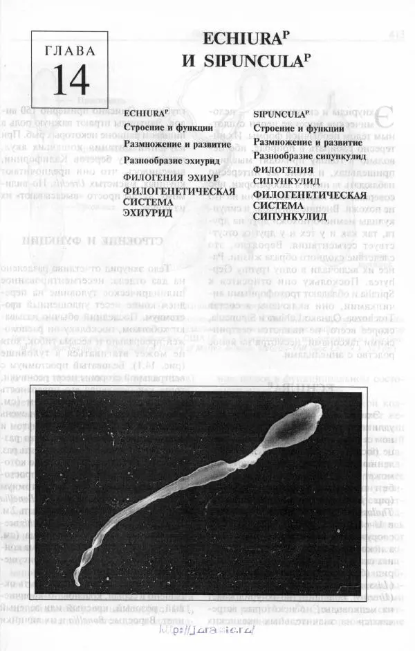 Эдвард Руперт -  Зоология беспозвоночных. В 4-х томах. Том 2. Низшие целомические животные - Страница № 412