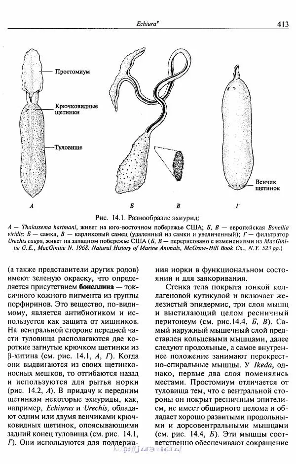 Эдвард Руперт -  Зоология беспозвоночных. В 4-х томах. Том 2. Низшие целомические животные - Страница № 414