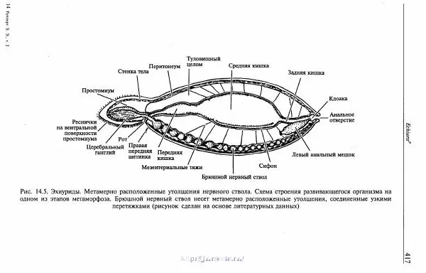 Эдвард Руперт -  Зоология беспозвоночных. В 4-х томах. Том 2. Низшие целомические животные - Страница № 418