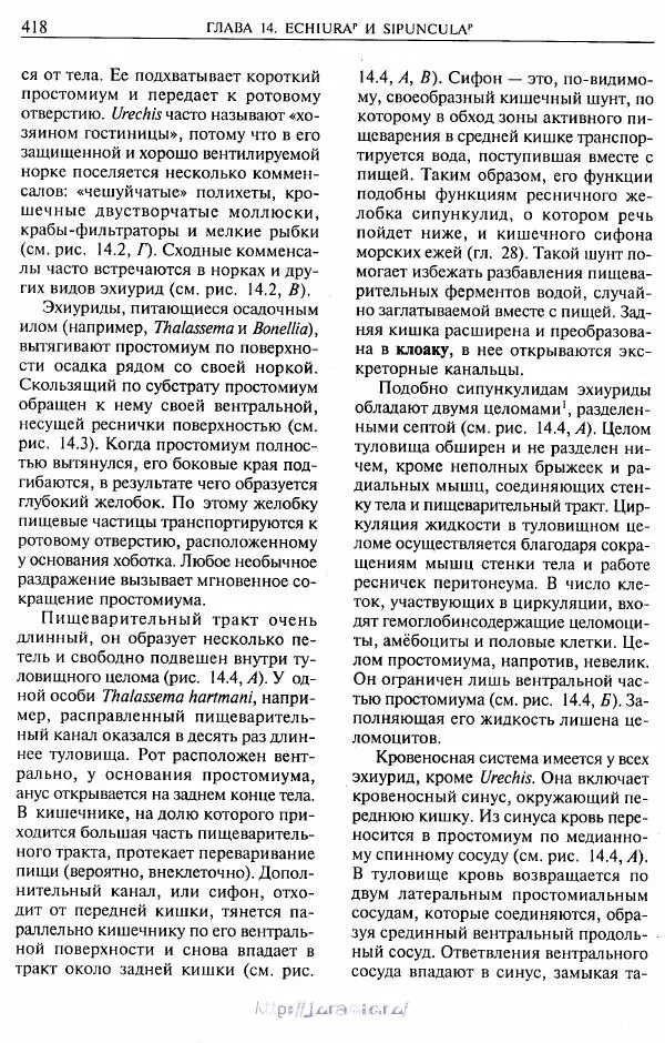 Эдвард Руперт -  Зоология беспозвоночных. В 4-х томах. Том 2. Низшие целомические животные - Страница № 419