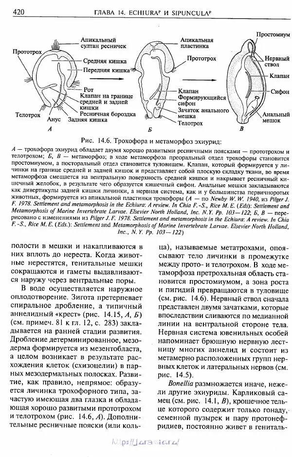 Эдвард Руперт -  Зоология беспозвоночных. В 4-х томах. Том 2. Низшие целомические животные - Страница № 421