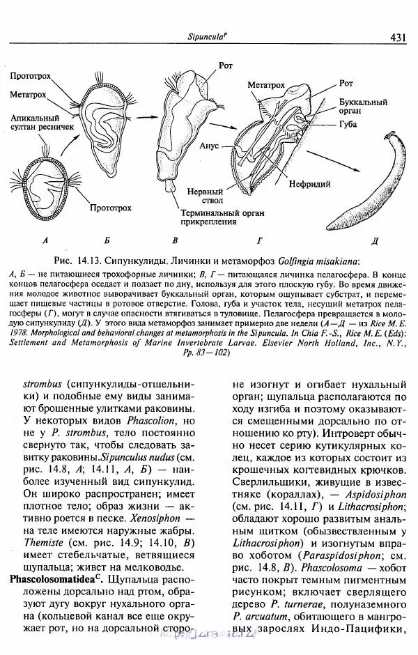 Эдвард Руперт -  Зоология беспозвоночных. В 4-х томах. Том 2. Низшие целомические животные - Страница № 432