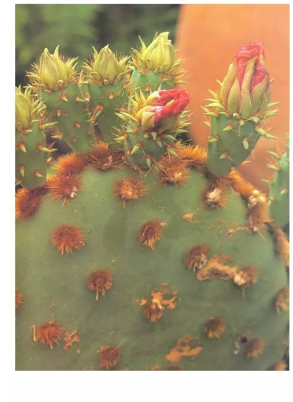 Нико Вермёлен - Кактусы - Страница № 8