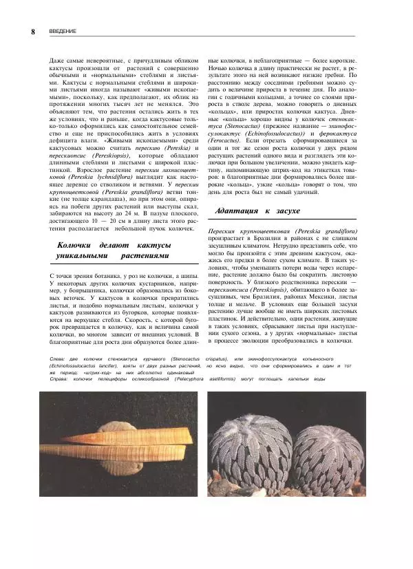 Нико Вермёлен - Кактусы - Страница № 9