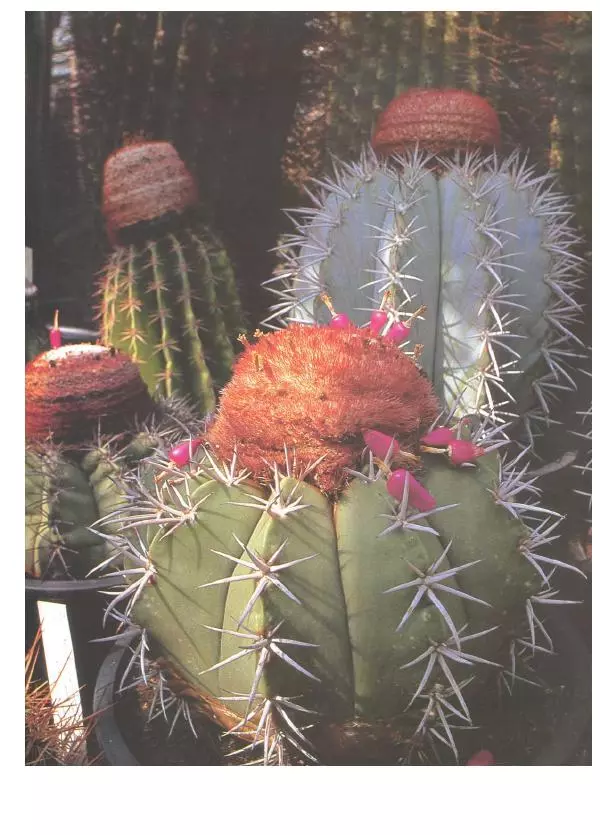 Нико Вермёлен - Кактусы - Страница № 16