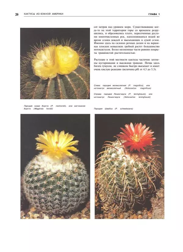 Нико Вермёлен - Кактусы - Страница № 21