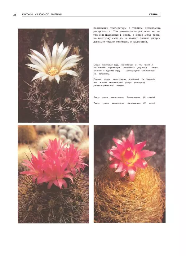 Нико Вермёлен - Кактусы - Страница № 29