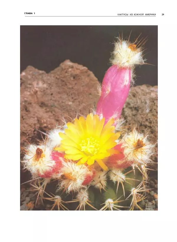 Нико Вермёлен - Кактусы - Страница № 30
