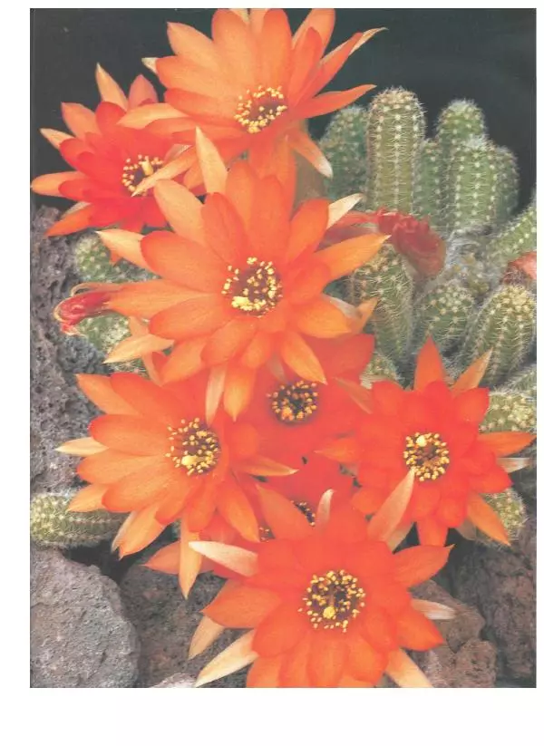 Нико Вермёлен - Кактусы - Страница № 32