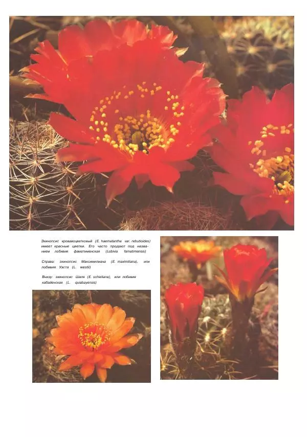 Нико Вермёлен - Кактусы - Страница № 33