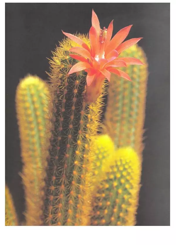 Нико Вермёлен - Кактусы - Страница № 40