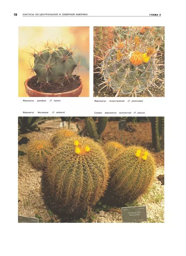 Нико Вермёлен - Кактусы - Страница № 59