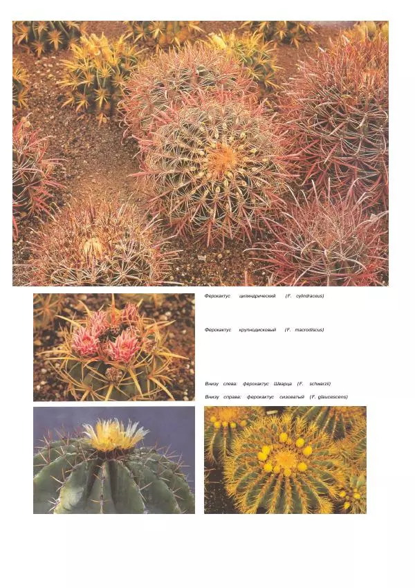 Нико Вермёлен - Кактусы - Страница № 61