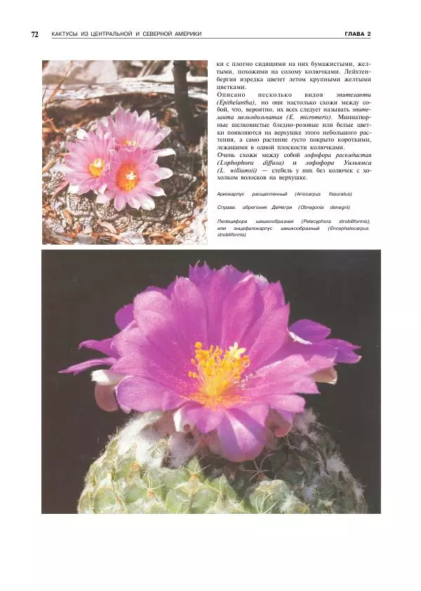 Нико Вермёлен - Кактусы - Страница № 73