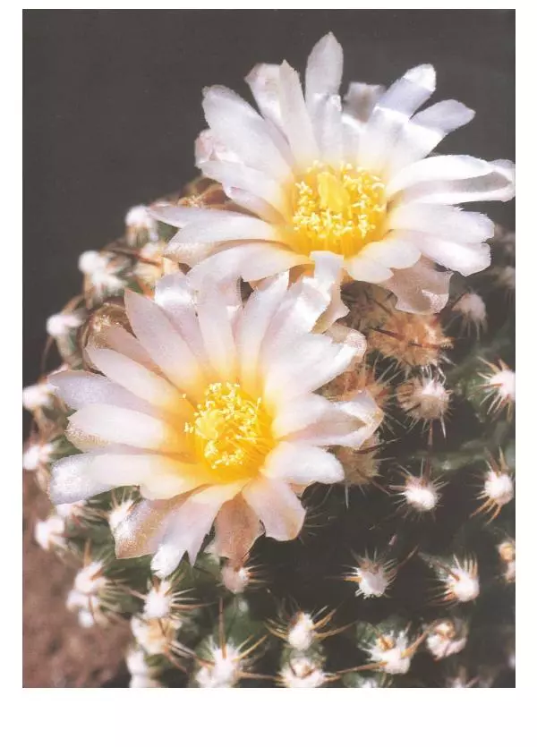 Нико Вермёлен - Кактусы - Страница № 77