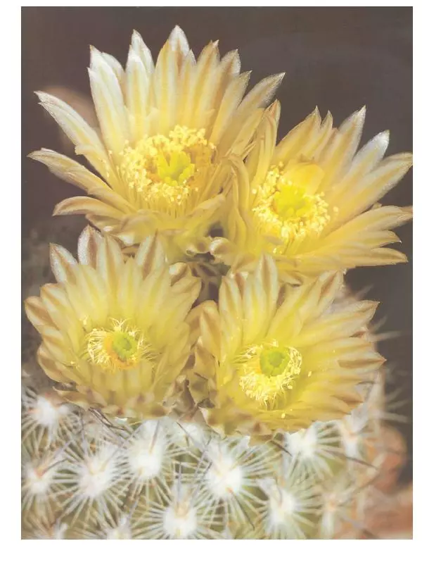 Нико Вермёлен - Кактусы - Страница № 80