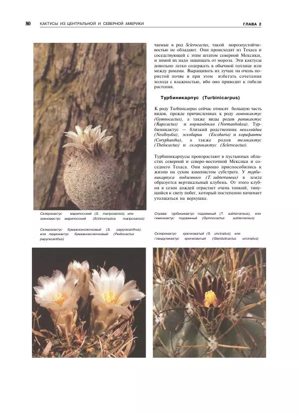 Нико Вермёлен - Кактусы - Страница № 81