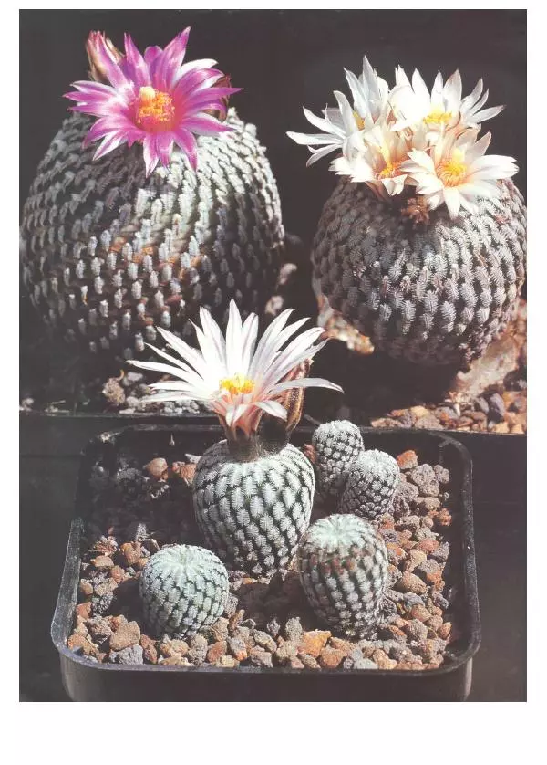 Нико Вермёлен - Кактусы - Страница № 85