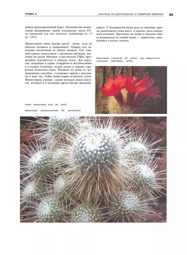 Нико Вермёлен - Кактусы - Страница № 102