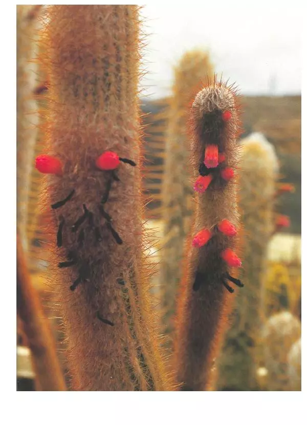 Нико Вермёлен - Кактусы - Страница № 108