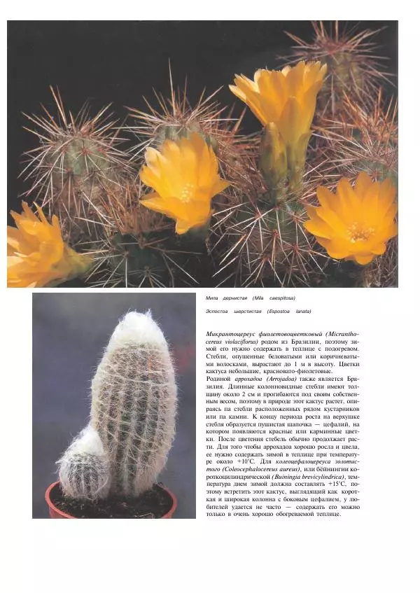 Нико Вермёлен - Кактусы - Страница № 109