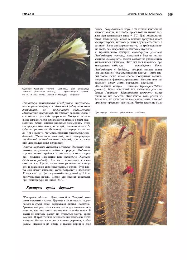 Нико Вермёлен - Кактусы - Страница № 110