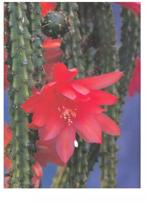 Нико Вермёлен - Кактусы - Страница № 111