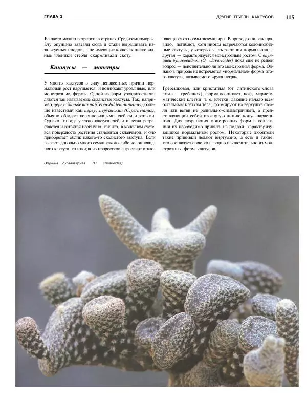 Нико Вермёлен - Кактусы - Страница № 116