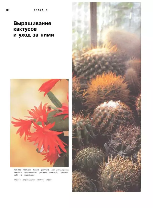 Нико Вермёлен - Кактусы - Страница № 117