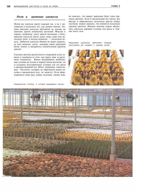 Нико Вермёлен - Кактусы - Страница № 119