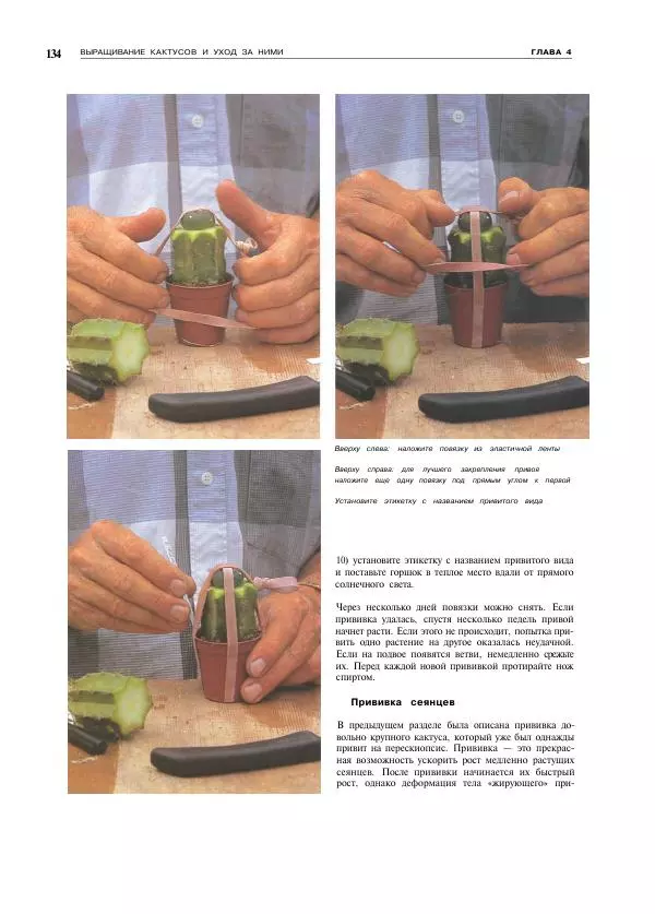 Нико Вермёлен - Кактусы - Страница № 135