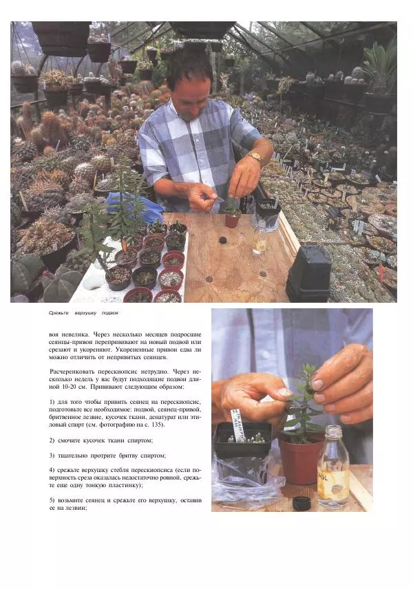 Нико Вермёлен - Кактусы - Страница № 138