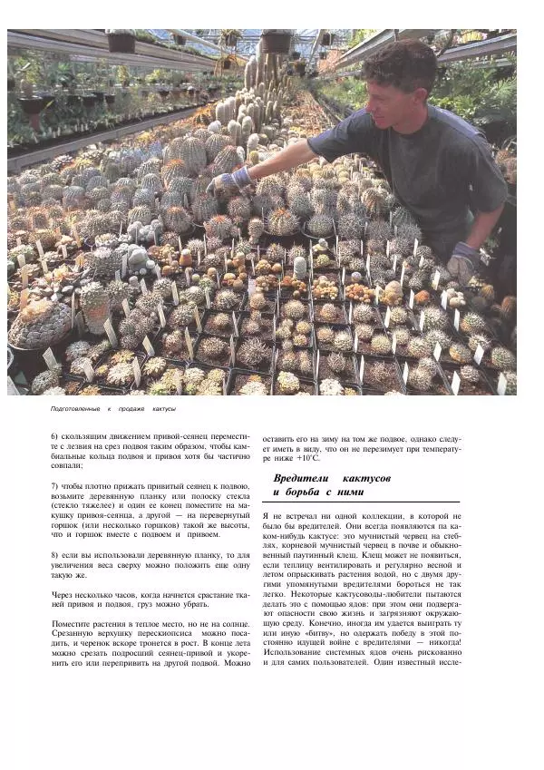 Нико Вермёлен - Кактусы - Страница № 141