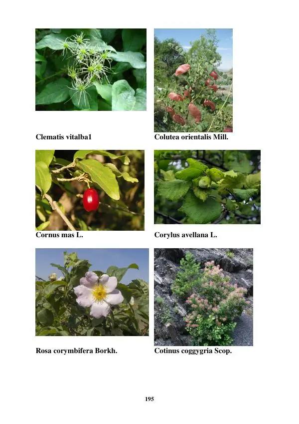 Муса Тайсумов - Деревья и кустарники Чеченской республики. Монография - Страница № 195 Муса Тайсумов - Деревья и кустарники Чеченской республики. Монография - Страница № 195