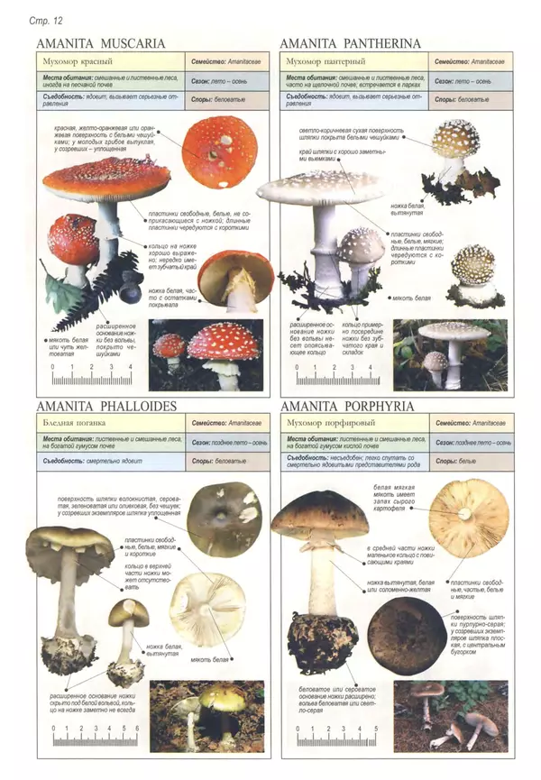 Пелле Янсен - Все о грибах - Страница № 11