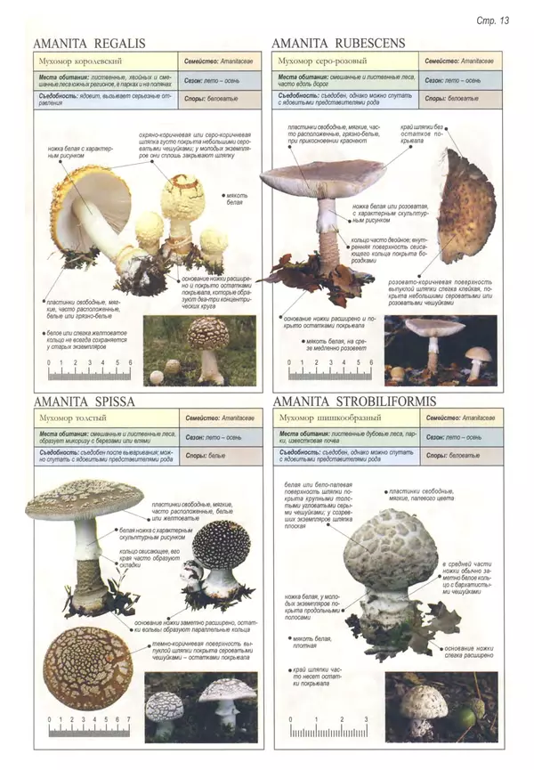 Пелле Янсен - Все о грибах - Страница № 12