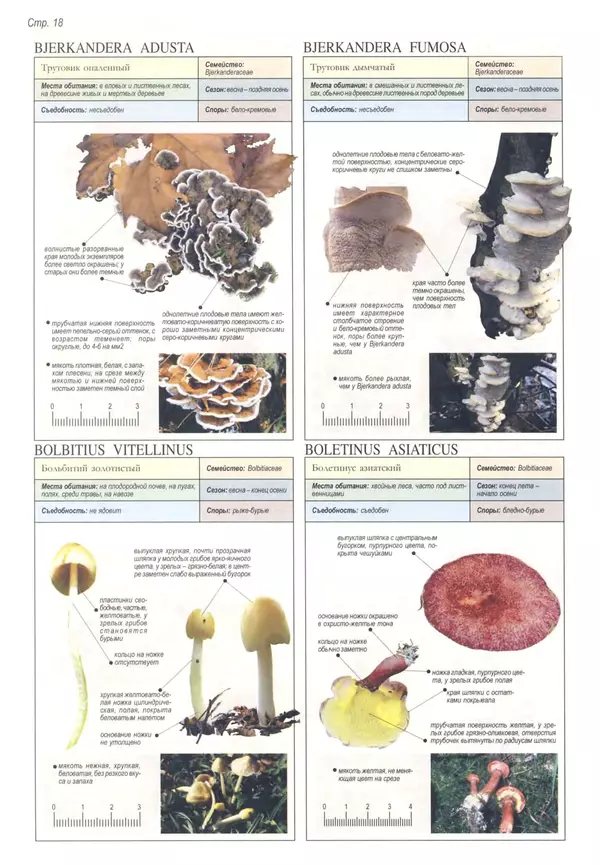 Пелле Янсен - Все о грибах - Страница № 17