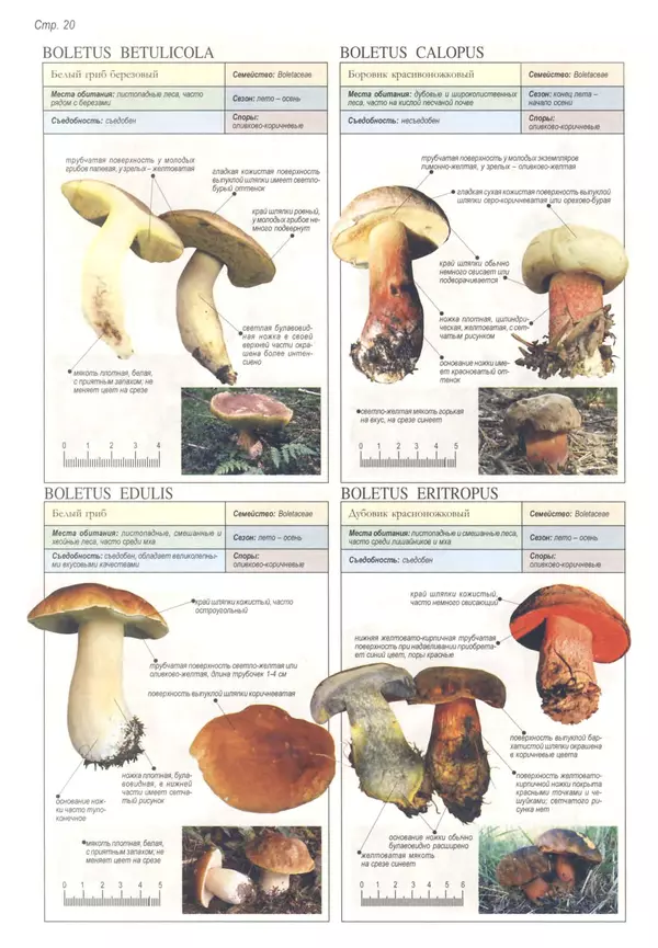 Пелле Янсен - Все о грибах - Страница № 19
