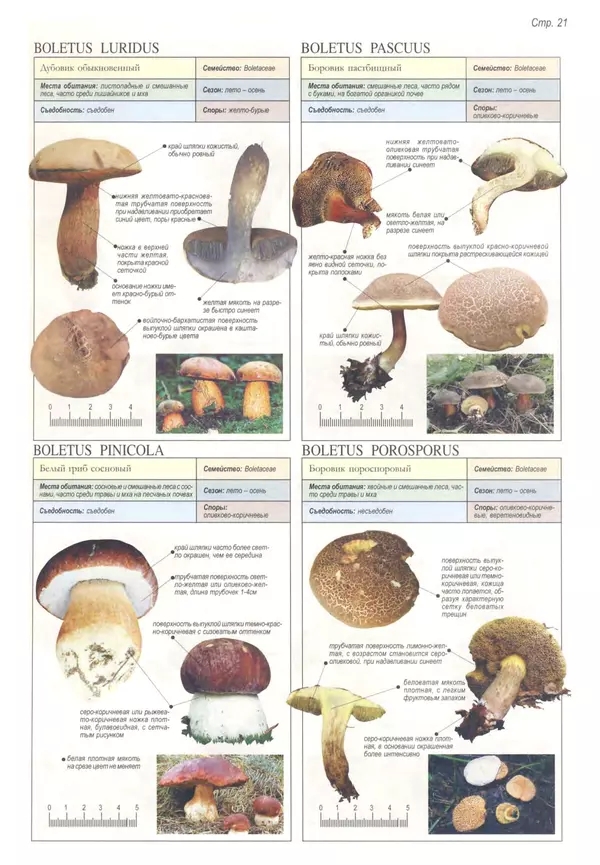 Пелле Янсен - Все о грибах - Страница № 20