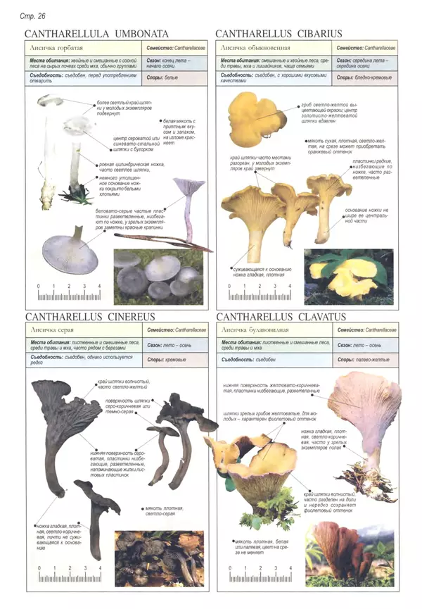 Пелле Янсен - Все о грибах - Страница № 25