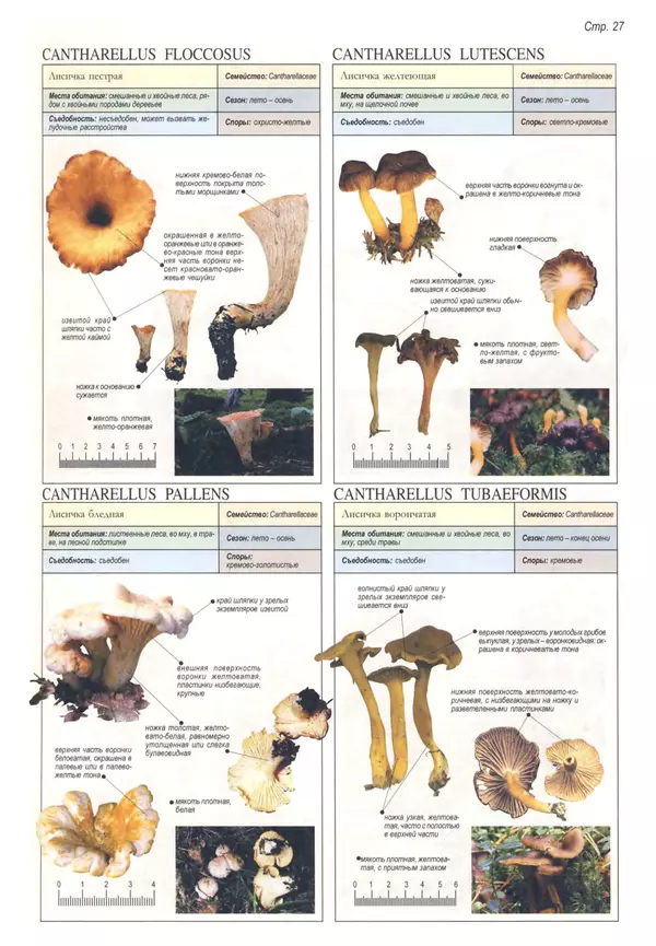 Пелле Янсен - Все о грибах - Страница № 26