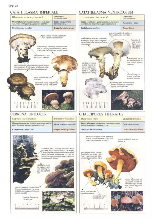Пелле Янсен - Все о грибах - Страница № 27